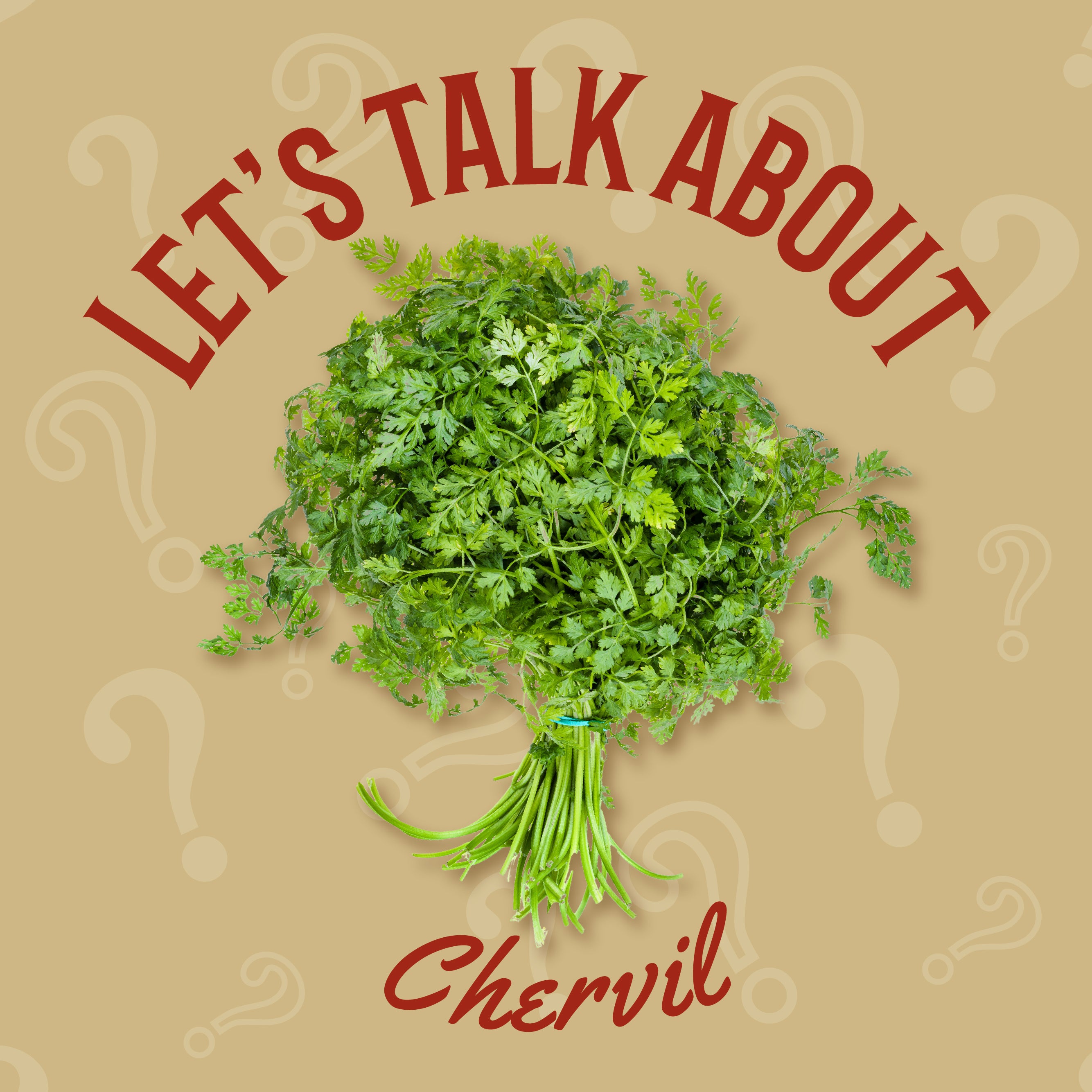 Chervil | Let's Talk About | B.T. Leigh's Sauces and Rubs